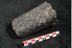 Foto (Seitenansicht) von Knorria imbricata Sternbg. (NHMW-GEO-2024-0188-11042)